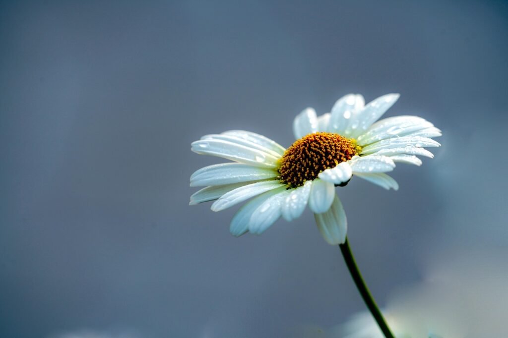 flower, beautiful flowers, flower background, plant, white flower, gujeolcho, flower wallpaper, nature, flower, flower, flower, flower, flower