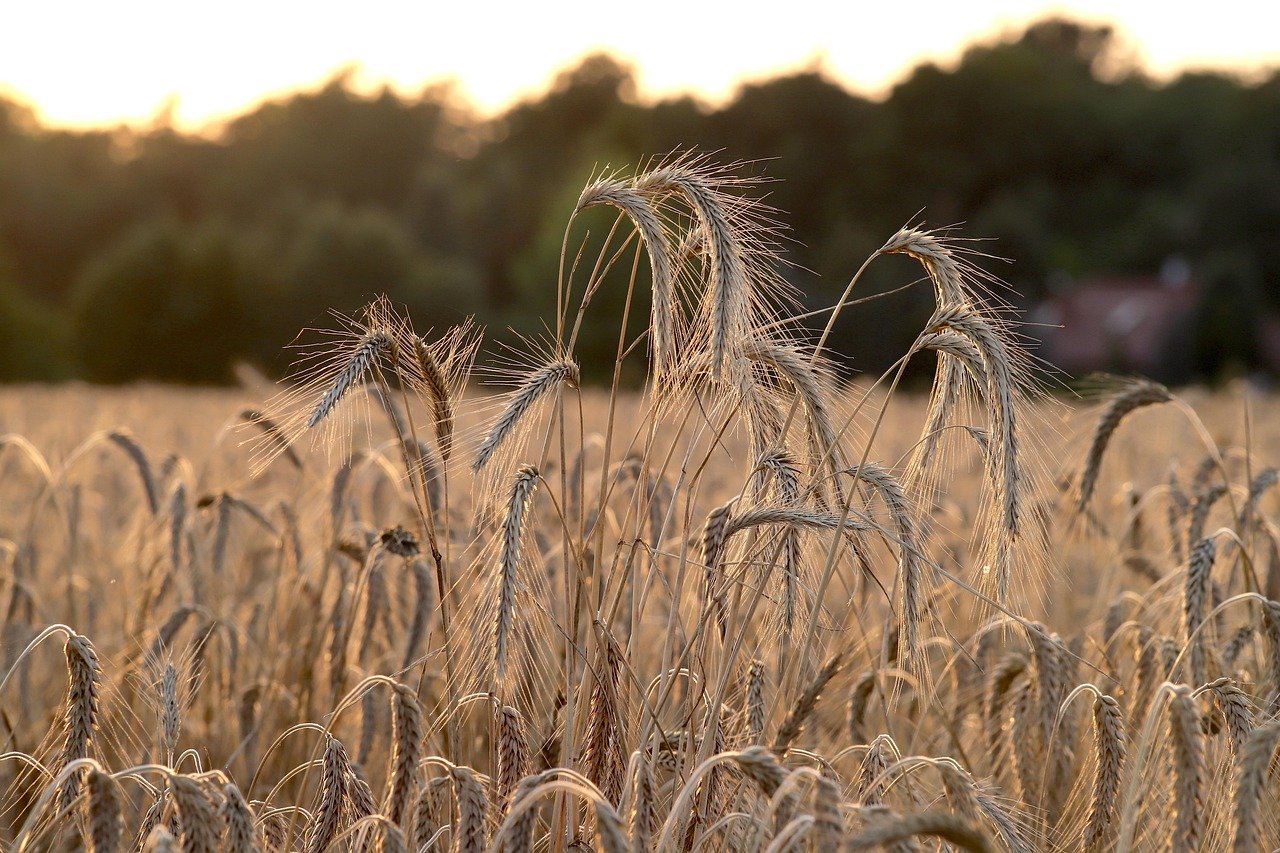 blé, champ de blé, gluten, intolérance gluten